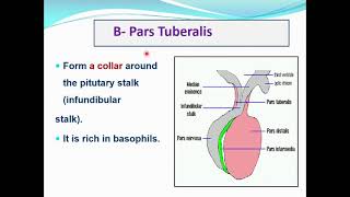 Histology of Pituitary gland [upl. by Gunilla]