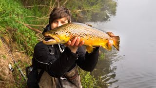 MEGA Goulburn River Brown Trout [upl. by Aihsemak]