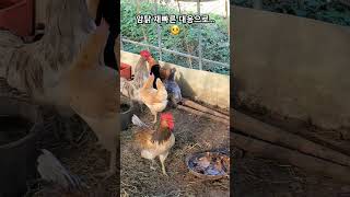 교활 쩌는 젊은수탉 😐 암탉 뒤에서 평범한척 하다 느닷없이 돌변😐암탉 빠른대응 구사일생 위기모면 🫨혈기넘쳐 자리못떠😡 a young rooster attacking a hen [upl. by Leuamme487]