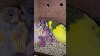 Mashallah parrot baby feeding female youtubeshorts babies trendingshorts foryou [upl. by Schumer]