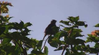 Song sparrow slowed down lowered 3 octaves [upl. by Attiuqaj404]