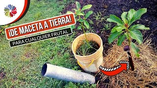 🌳 TRASPLANTA Tu AGUACATE de SEMILLA o cualquier FRUTAL en MACETA a TIERRA  TRASPLANTES SEGUROS [upl. by Dunlavy181]