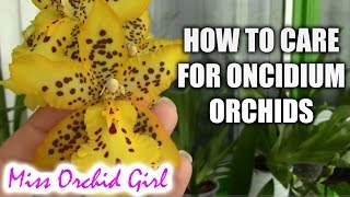 How to care for Oncidium Orchids and Intergenerics  watering fertilizing reblooming [upl. by Alina]