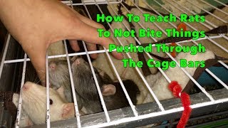 How To Teach Rats Not To Bite Through The Cage Bars [upl. by Fillbert826]