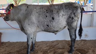 HOLANDO CEBÃš o GIROLANDO de Rancho El Porvenir Pijijiapan Chiapas MX [upl. by Llenart523]