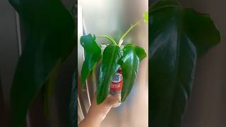 philodendron domesticum repotting plants aroids tropicalplants plantlover waterpropagation 🪴 [upl. by Jacy354]