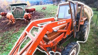 Farmers POV  Feeding Hay To Cattle  Štore 404 [upl. by Lagiba]