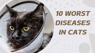 10 Worst Diseases in Cats [upl. by Haberman240]