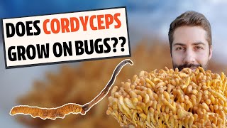 Does Cordyceps Actually Grow On Bugs Know The Difference [upl. by Antons]