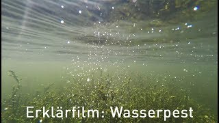 Erklärfilm Elodea Wasserpest am Kemnader See [upl. by Nagaer]