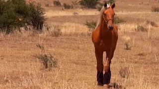 Carreras de Caballos en La Casita Fresnillo 2017 [upl. by Ledda]