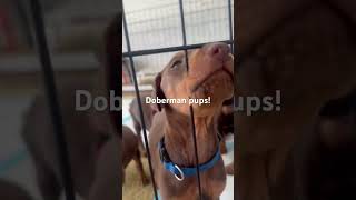 Doberman puppies for sale [upl. by Servetnick]