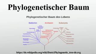 Phylogenetischer Baum [upl. by Ver506]