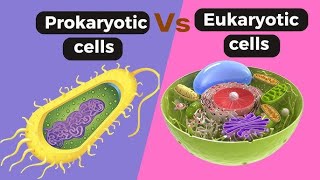 Difference Between Prokaryotic Cell and Eukaryotic Cell Basic to advanced level [upl. by Eeslek]