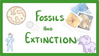 GCSE Biology  What Are Fossils What Fossils Tell Us About Extinct Species 78 [upl. by Haye]