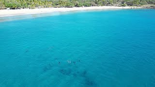 Lanai Island Dolphin Pod [upl. by Airenahs]