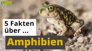 5 Fakten über Amphibien Frosch Salamander Axolotl amp Co  TierDoku für Kinder [upl. by Aymahs]