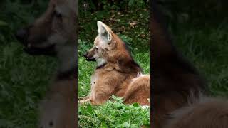 ANIMAIS DO BRASIL  Lobo guará [upl. by Sheehan782]