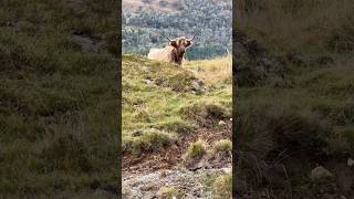 Gorgeous Highland Cows  Oban Scotland [upl. by Gans]