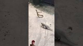 mongoose vs Big snake fight [upl. by Leasia275]