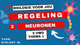 5 vwo  Regeling  3  Het zenuwstelsel neuronen [upl. by Zindman]