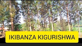 IKIBANZA KIGURISHWA KU GICIRO GITO [upl. by Osmo]