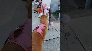 Golden Retriever reacts to Halloween decorations [upl. by Alage]