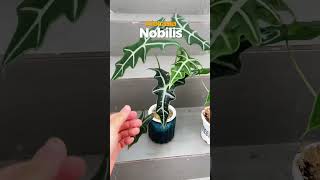 2 dòng alocasia nhất định phải có trong bộ sưu tập kiểng lá ronghong alocasia nobilis [upl. by Hadden]