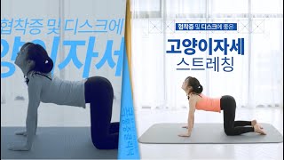 허리협착증이나 허리디스크에 좋은 고양이자세 스트레칭 [upl. by Aloivaf]