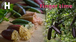 Amazing Finger Lime Cultivation And Harvest – Finger Lime Health Benefits – Caviar Lime  Happy Farm [upl. by Krahling]