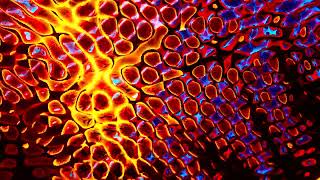 Animated Abstract Snake Skin  4K Animated Background [upl. by Mori]