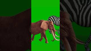 Jumanji Stampede Rhinoceros Elephants Zebras Green Screen With Sound Effectzebra rhino elephant [upl. by Odnomar264]