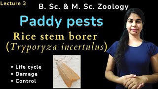 Rice stem borer Tryporyza incertulus  B Sc amp M Sc  Zoology [upl. by Carlstrom]