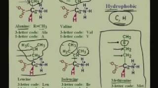 Lecture  1 Amino Acids I [upl. by Enelehs]