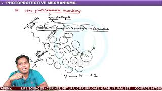 PHOTOPROTECTIVE MECHANISMS IN PLANTS [upl. by Orelu590]