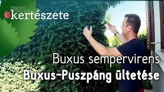 Buxus sempervirens ültetése  Buxus  Puszpáng ültetése gondozása  Megyeri örökzöld Kertészet [upl. by Ades]