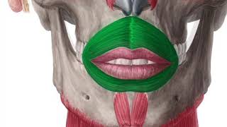 Orbicularis Oris Muscle Subliminal [upl. by Anide761]