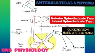 2Minute Neuroscience Touch and the Dorsal ColumnsMedial Lemniscus [upl. by Emarie]