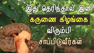 Karunai Kilangu Health Benefits in Tamil  Health Tips in Tamil [upl. by Liebermann280]