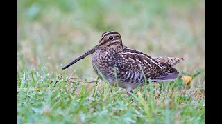 Wilsons snipe dance [upl. by Corry]