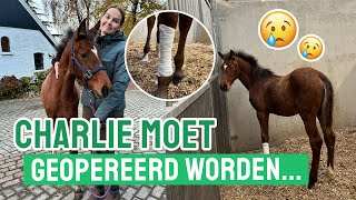 Komt het ooit nog goed met Charlie KLINIEK  Operatie  Vlog 300 [upl. by Ursulette200]