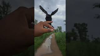 Black sparrow nature birds video wildlife [upl. by Ashman]