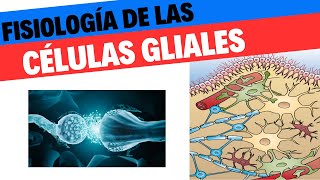 Células de la glia tipos y funciones Neurociencias 4 [upl. by Ahsek219]