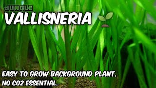 Vallisneria easy to grow background plant for aquarium  No Co2 Essential  Jungle Val  Vallisneria [upl. by Enoek171]