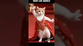 The Greatest Cat Dance Compilation shorts viralvideo [upl. by Massab]