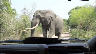 Elephants walking past us [upl. by Araldo]