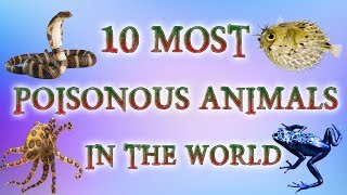 10 Most Poisonous Animals In The World  Most Venomous Animals 2018  Top 10 Deadliest Animals [upl. by Andris815]