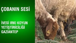 Çobanın Sesi  İvesi Irkı Koyun Yetiştiriciliği  Gaziantep [upl. by Nerua159]