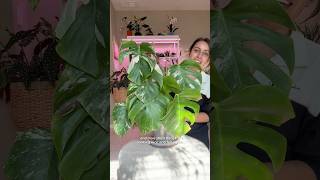 Chopped and propped monstera now what do I do monsteraplant plantcaretips monsteraalbo [upl. by Nanny]