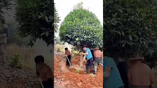 Manually Digging And Transplanting Osmanthus Fragrans Tree [upl. by Mcfarland]